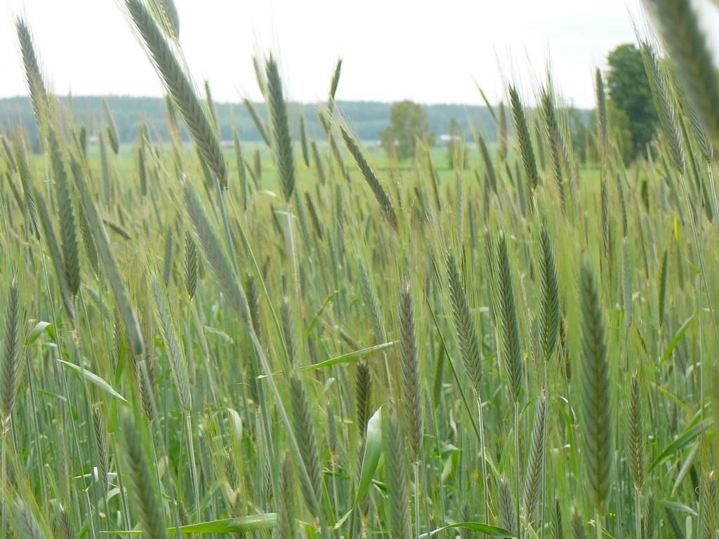Levomäki Farm Cottages Ypaja Exteriör bild